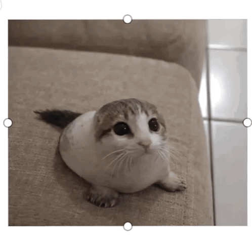 a picture of a cat sitting on a couch with circles around it
