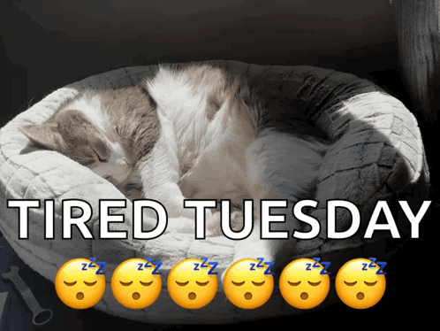 A Picture Of A Cat Sleeping In A Bed With The Words Tired Tuesday Above It GIF