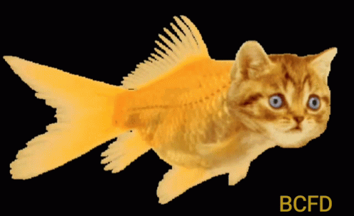 A Picture Of A Cat That Looks Like A Goldfish GIF