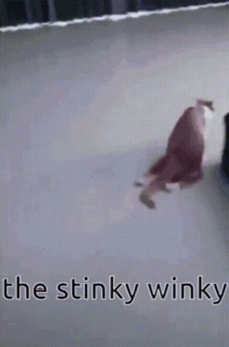 A Picture Of A Cat That Says The Stinky Winky On It GIF