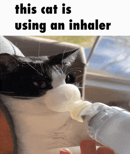 A Picture Of A Cat Using An Inhaler GIF
