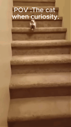 A Picture Of A Cat Walking Up A Set Of Stairs With The Caption Pov The Cat When Curiosity GIF