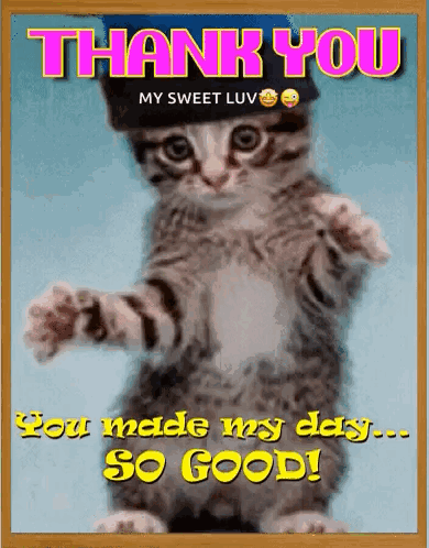 A Picture Of A Cat Wearing A Hat That Says Thank You GIF