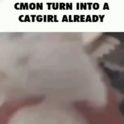 A Picture Of A Cat With A Caption That Says " Cmon Turn Into A Catgirl Already " GIF