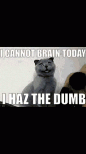 A Picture Of A Cat With A Caption That Says I Cannot Brain Today I Haz The Dumb GIF