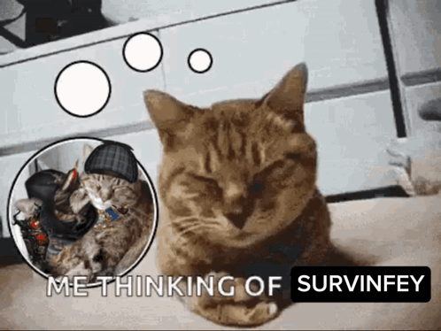A Picture Of A Cat With A Caption That Says Me Thinking Of Survivey GIF
