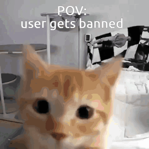 A Picture Of A Cat With A Caption That Says " Pov User Gets Banned " GIF