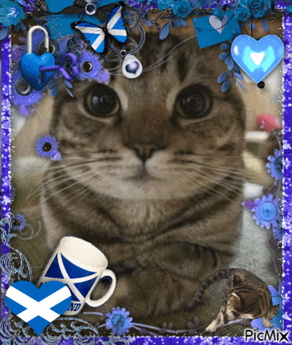A Picture Of A Cat With A Scottish Flag And A Cup Of Tea GIF