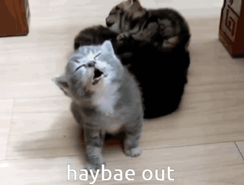 A Picture Of A Cat With Haybae Out Written On It GIF