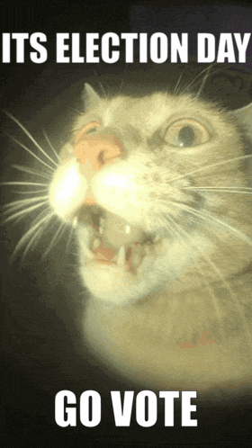 A Picture Of A Cat With Its Mouth Open And The Words Its Election Day Go Vote GIF