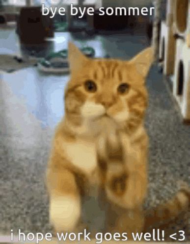 A Picture Of A Cat With The Caption Bye Bye Sommer I Hope Work Goes Well < 3 GIF