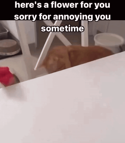 A Picture Of A Cat With The Caption Here 'S A Flower For You Sorry For Annoying You Sometimes GIF