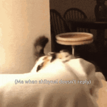 A Picture Of A Cat With The Caption Me When Shibynal Doesn 'T Reply GIF