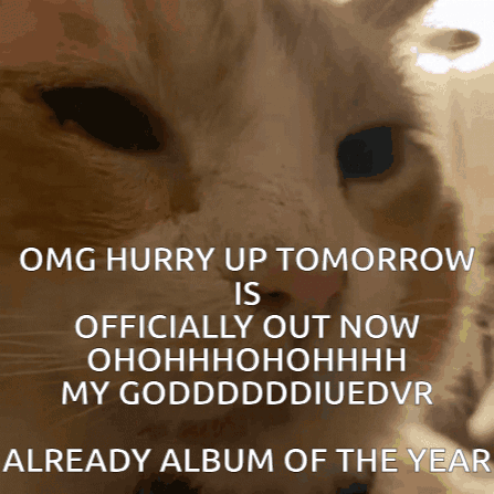 A Picture Of A Cat With The Caption Omg Hurry Up Tomorrow GIF