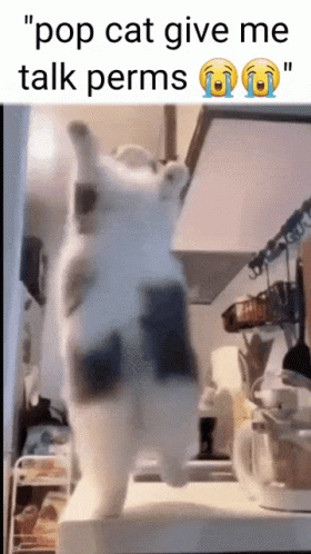 A Picture Of A Cat With The Caption " Pop Cat Give Me Talk Perms " On It GIF