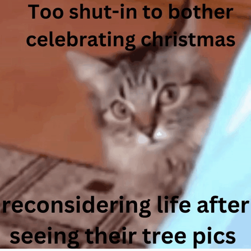 A Picture Of A Cat With The Caption " Too Shut-In To Bother Celebrating Christmas " GIF