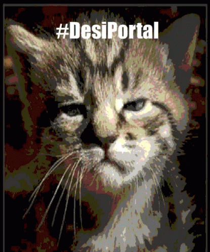 A Picture Of A Cat With The Hashtag #Desiportal On It GIF