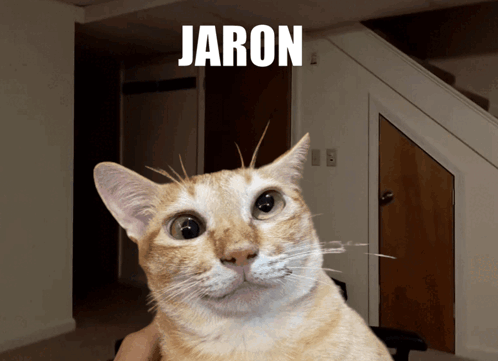 A Picture Of A Cat With The Name Jaron Written Above It GIF