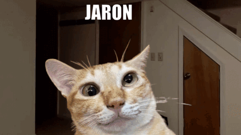 A Picture Of A Cat With The Name Jaron Written Above It GIF