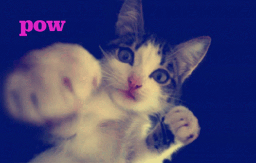 A Picture Of A Cat With The Word Pow Written On It GIF
