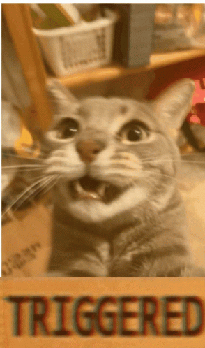 A Picture Of A Cat With The Word Triggered In The Corner GIF