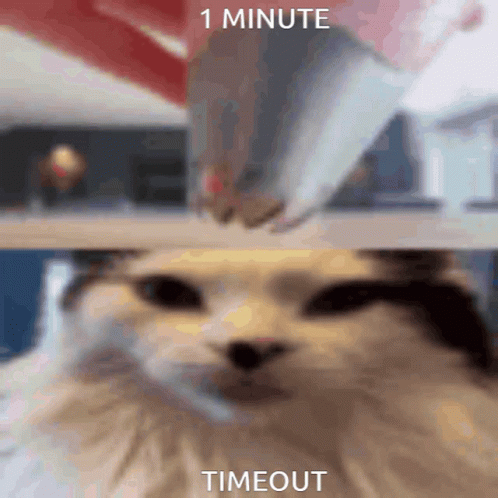 A Picture Of A Cat With The Words " 1 Minute Timeout " Written Below It GIF