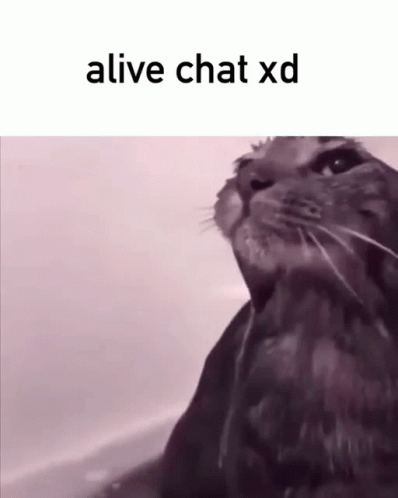 A Picture Of A Cat With The Words Alive Chat Xd On The Bottom GIF