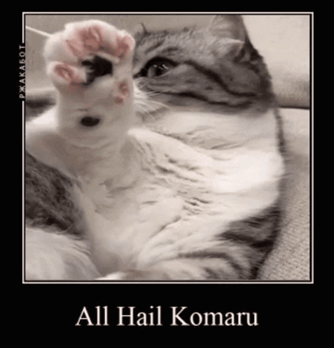 A Picture Of A Cat With The Words All Hail Komaru On It GIF