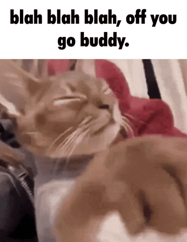 A Picture Of A Cat With The Words Blah Blah Blah Off You Go Buddy Below It GIF
