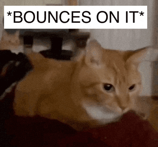 A Picture Of A Cat With The Words " Bounces On It " GIF