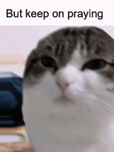 A Picture Of A Cat With The Words But Keep On Praying Below It GIF
