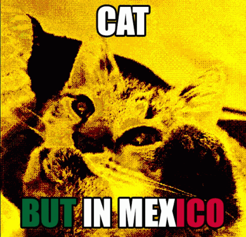 A Picture Of A Cat With The Words Cat But In Mexico On It GIF