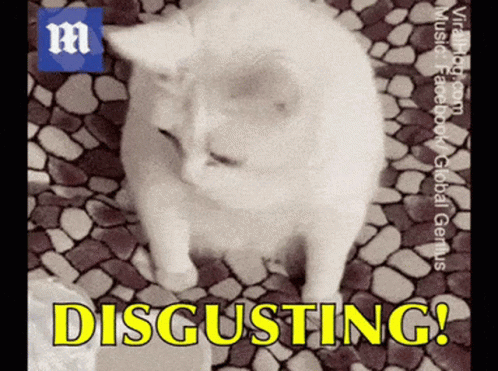 A Picture Of A Cat With The Words Disgusting Written On It GIF