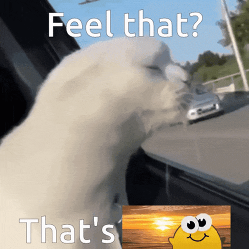 A Picture Of A Cat With The Words Feel That That 'S That 'S On It GIF