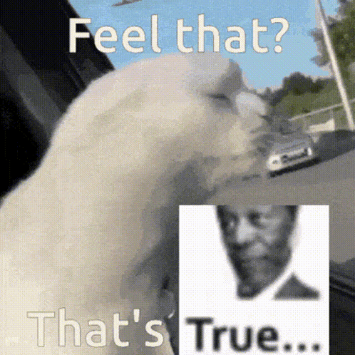 A Picture Of A Cat With The Words Feel That That 'S True GIF