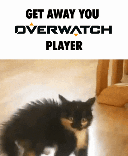 A Picture Of A Cat With The Words " Get Away You Overwatch Player " Above It GIF
