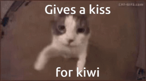 A Picture Of A Cat With The Words Gives A Kiss For Kiwi On It GIF