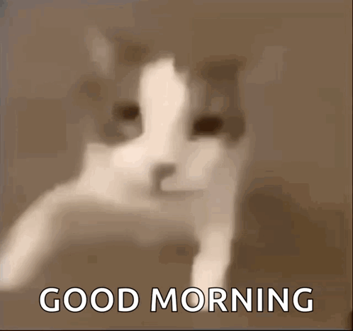 A Picture Of A Cat With The Words " Good Morning " On The Bottom GIF