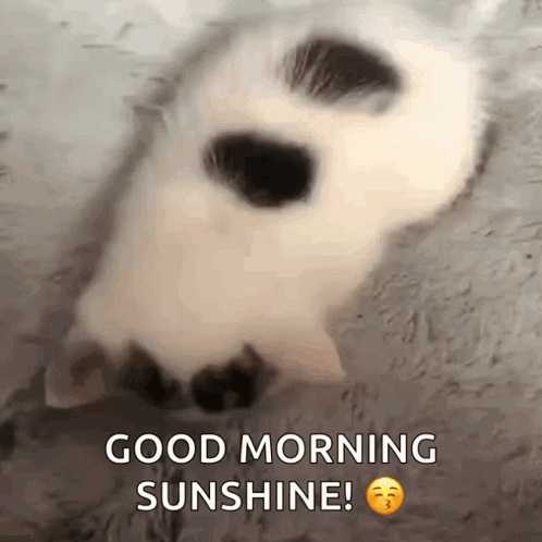 A Picture Of A Cat With The Words Good Morning Sunshine Above It GIF