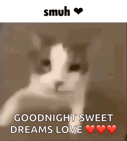 A Picture Of A Cat With The Words Goodnight Sweet Dreams Love Above It GIF