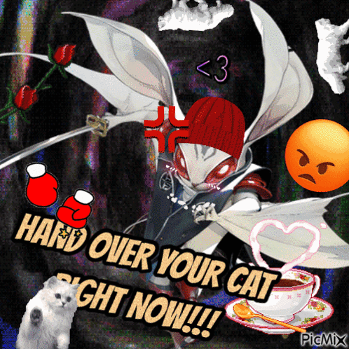 A Picture Of A Cat With The Words Hand Over Your Cat Right Now On It GIF