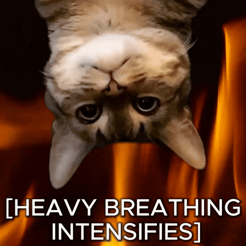 A Picture Of A Cat With The Words Heavy Breathing Intensifies Written Below It GIF