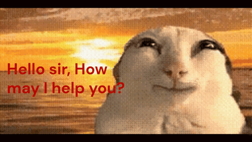 A Picture Of A Cat With The Words " Hello Sir How May I Help You " GIF