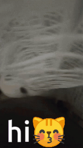 A Picture Of A Cat With The Words Hi On It GIF