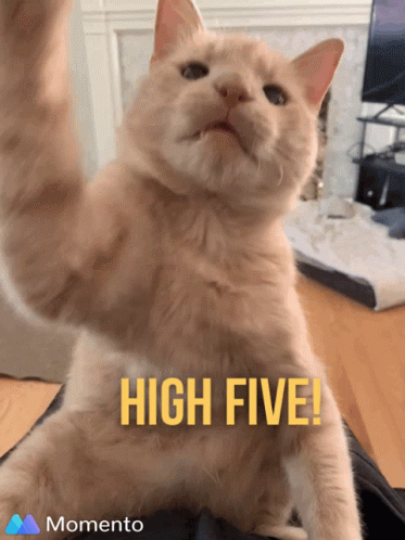 A Picture Of A Cat With The Words High Five Written On It GIF