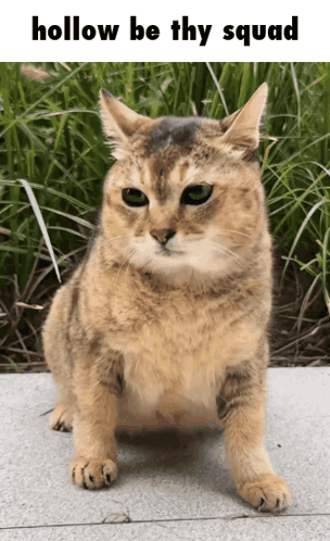 A Picture Of A Cat With The Words Hollow Be Thy Squad GIF