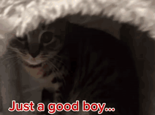 A Picture Of A Cat With The Words Just A Good Boy Above It GIF