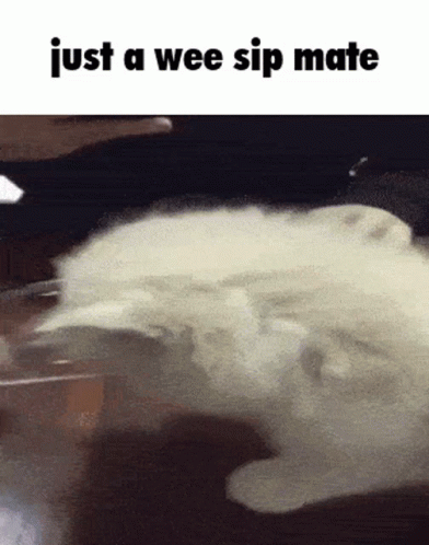 A Picture Of A Cat With The Words Just A Wee Sip Mate Below It GIF