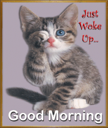A Picture Of A Cat With The Words Just Woke Up GIF