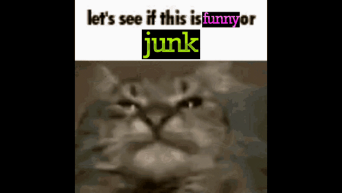 A Picture Of A Cat With The Words " Let 'S See If This Is Funny Or Junk " GIF
